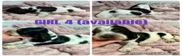 Cocker Spaniel dogs for sale: *KC REG show cocker spaniels  - Advert 7