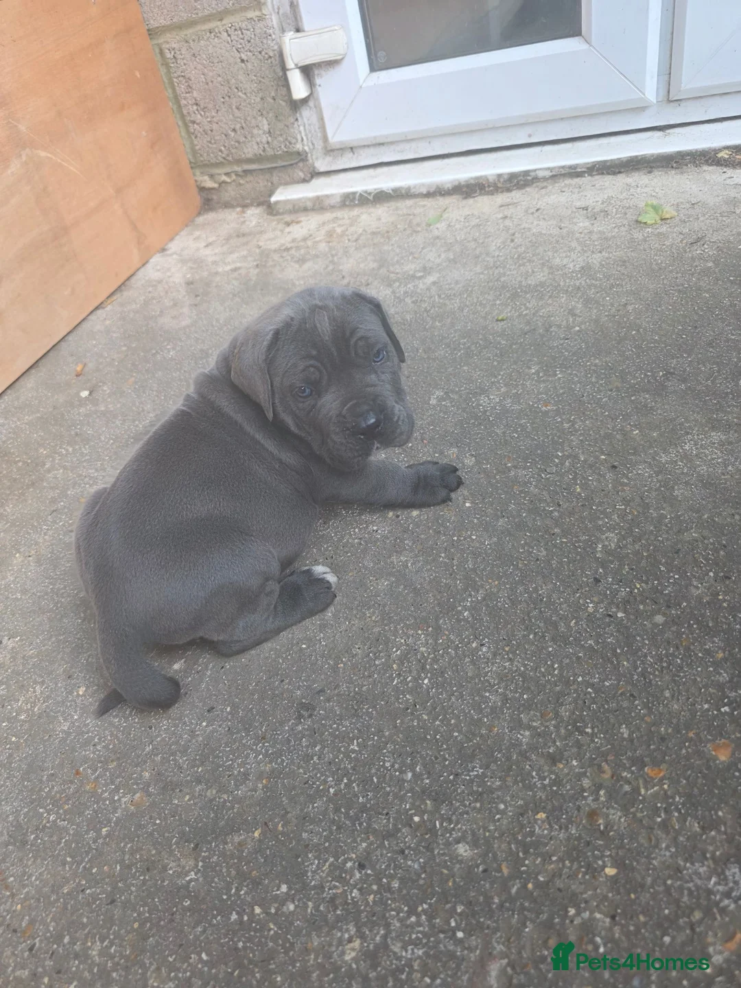 Cane Corso dogs for sale: Cane corso puppies in West Drayton - Advert 2