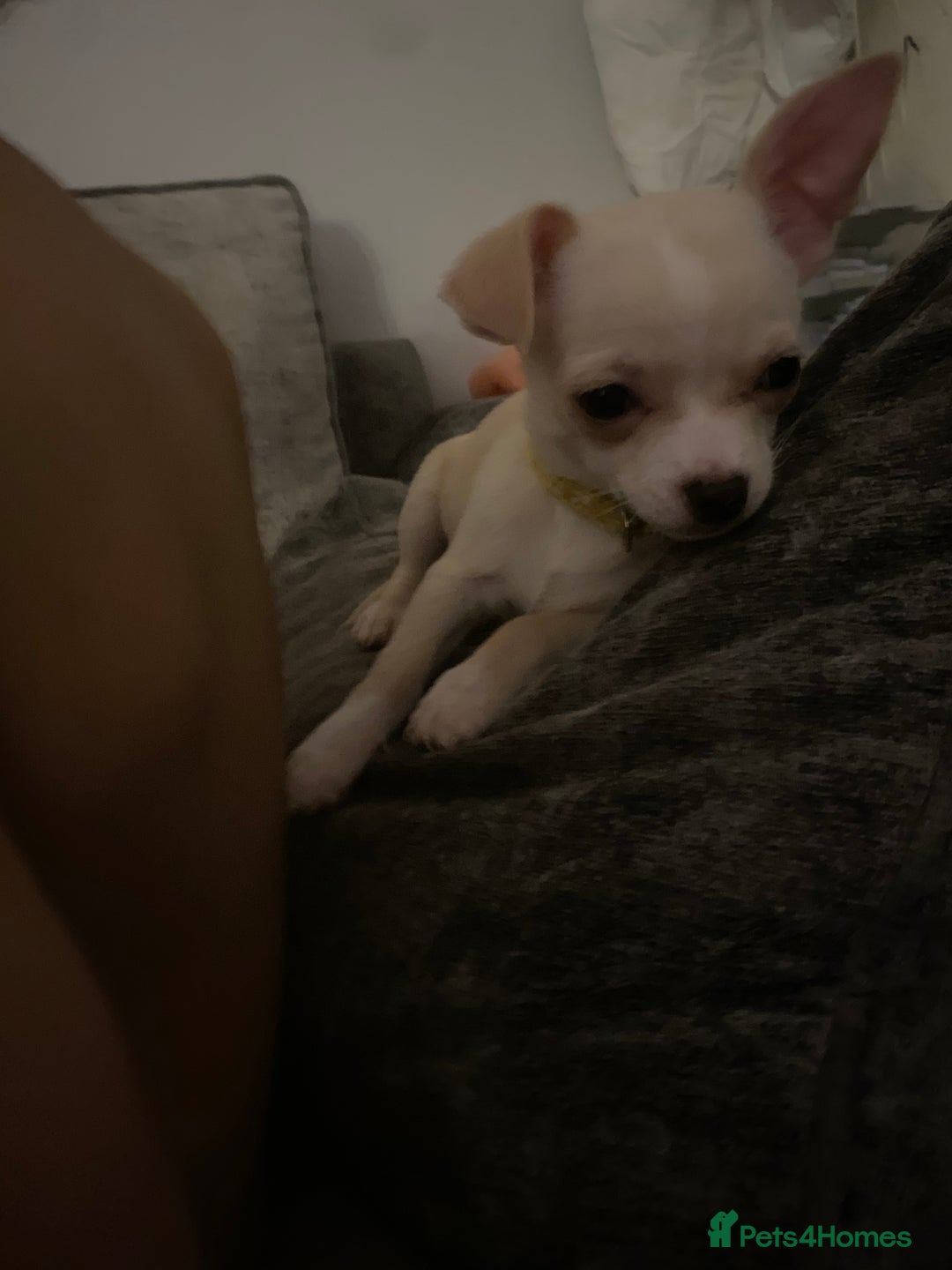 Chihuahua dogs for sale: CHIHUAHUA PUPPIES 2 BOYS 2 GIRLS READY TO LEAVE - Advert 15
