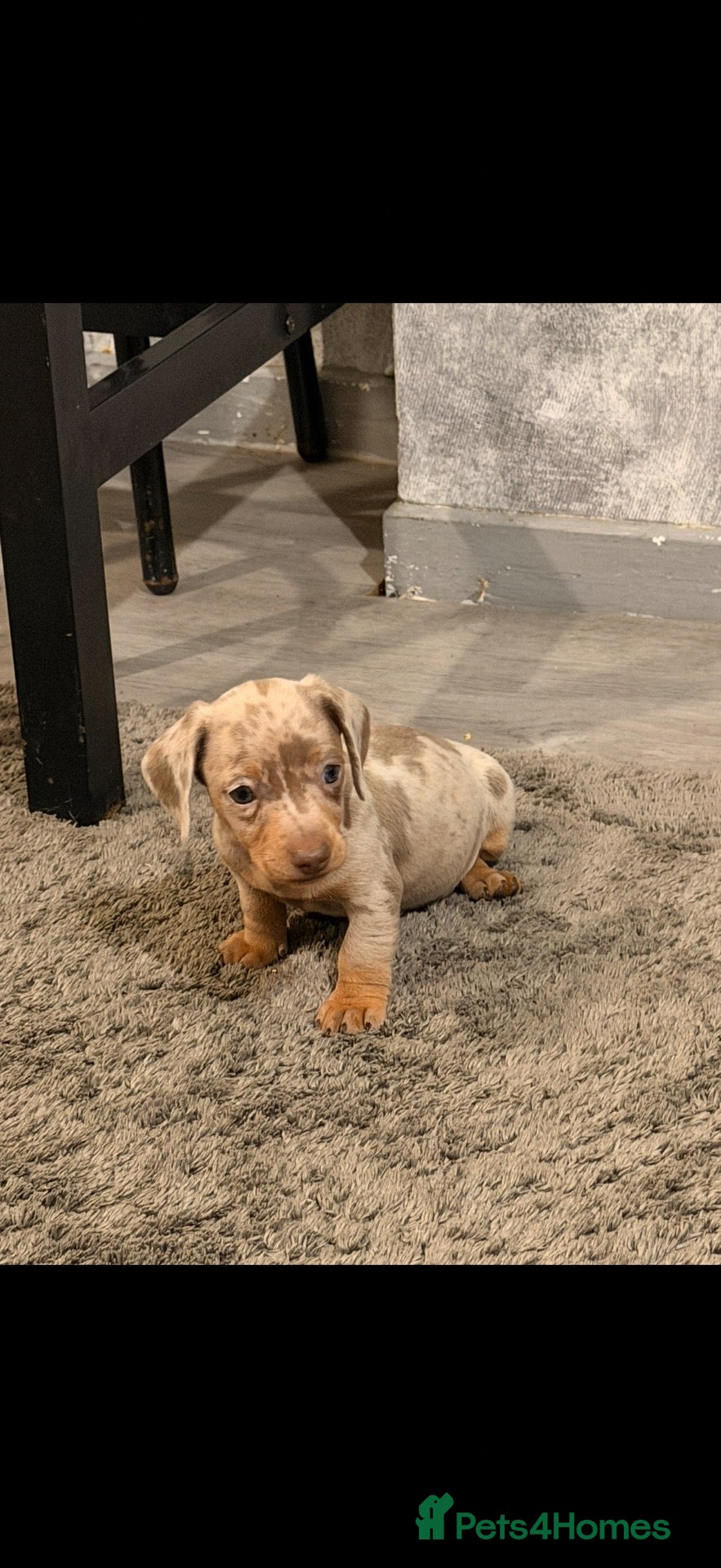 Miniature Dachshund dogs for sale: Miniature dachshund puppies  - Advert 19