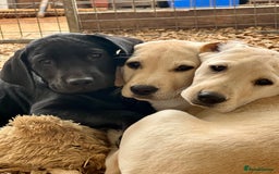 Labrador Retriever dogs for sale: Labrador Pups Chunky traditional type 1 girl left in Barrow-upon-Humber - Image 39