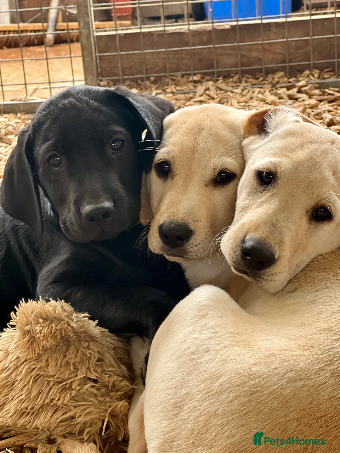 Labrador Retriever dogs for sale: Labrador Pups Chunky traditional type 1 girl left in Barrow-upon-Humber - Image 39