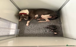 Whippet dogs for sale: Beautiful Whippets - Image 6
