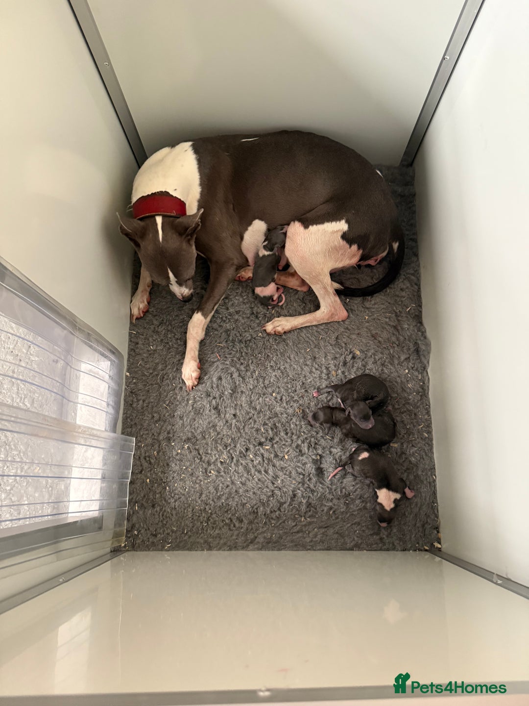 Whippet dogs for sale: Beautiful Whippets - Image 6