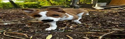 Mixed Breed dogs for adoption: Konie 🩷 in Worcester Park - Advert 5