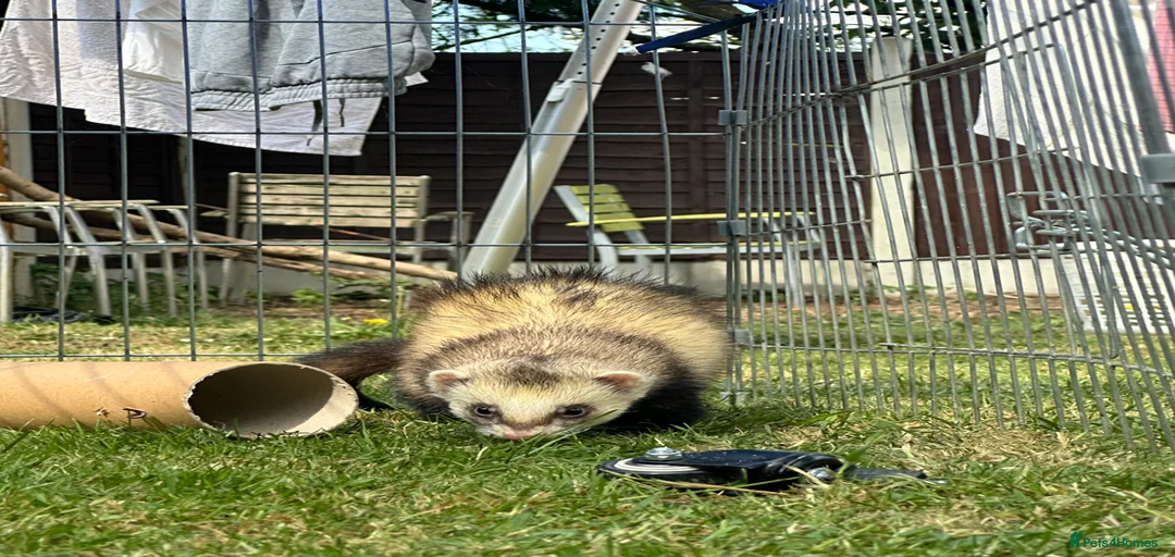 Gallery Image {{count}}