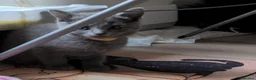 Russian Blue cats for sale: Beautiful russian blue kittens 4 girls  - Advert 1