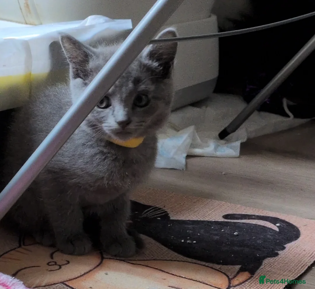 Russian Blue cats for sale: Beautiful russian blue kittens 4 girls  - Advert 1