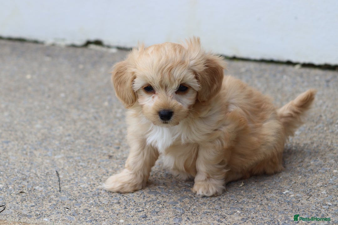 Cavapoochon dogs for sale: Beautiful Cavapoochon boy for sale - Image 18