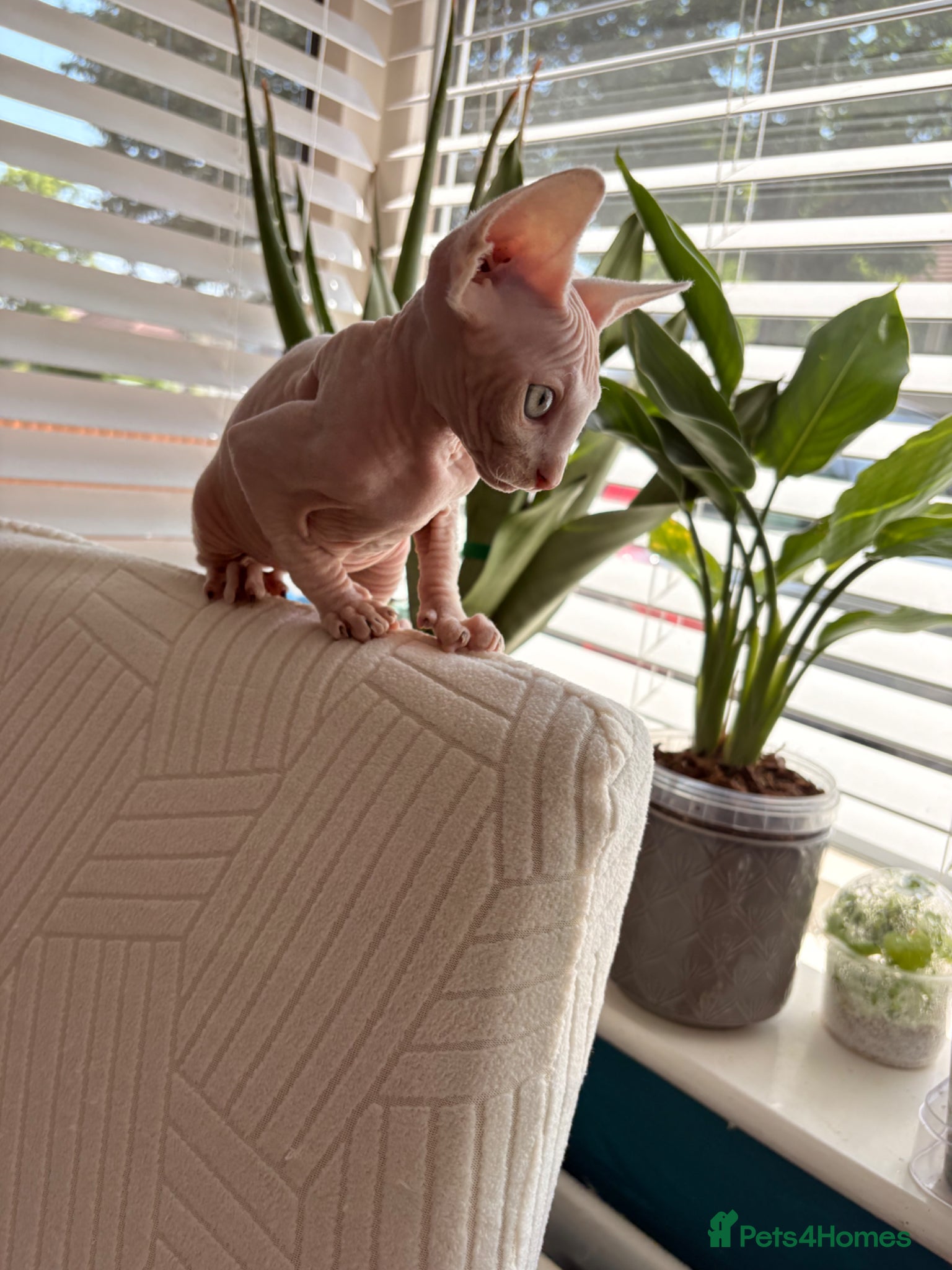Sphynx cats for sale: Sphynx bambino kittens available 🐈‍⬛🐈 - Advert 10