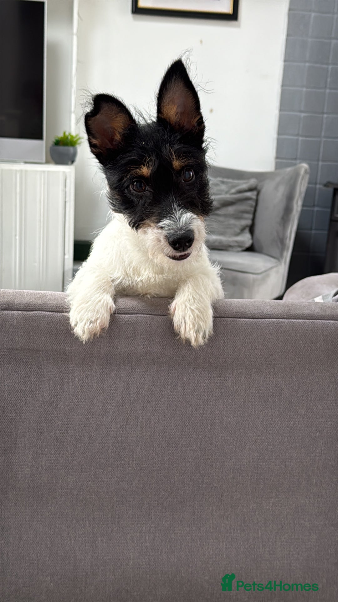 Jack Russell dogs for sale: Maxie Moo - Advert 1