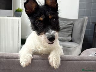 Jack Russell dogs Maxie Moo - Advert 14