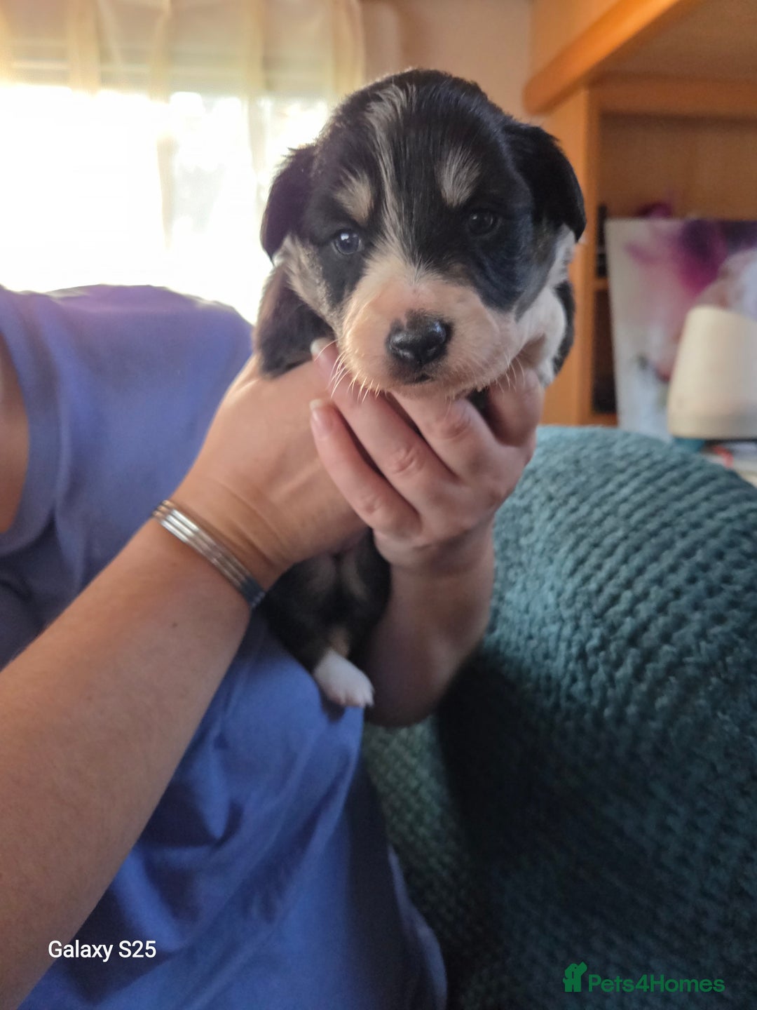 Border Collie dogs for sale: Stunning border collie puppies  - Image 7