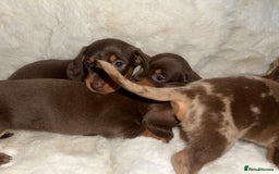 Miniature Dachshund dogs for sale: Miniature dachshund puppies - Image 8