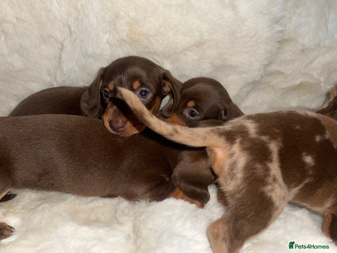 Miniature Dachshund dogs for sale: Miniature dachshund puppies - Image 8