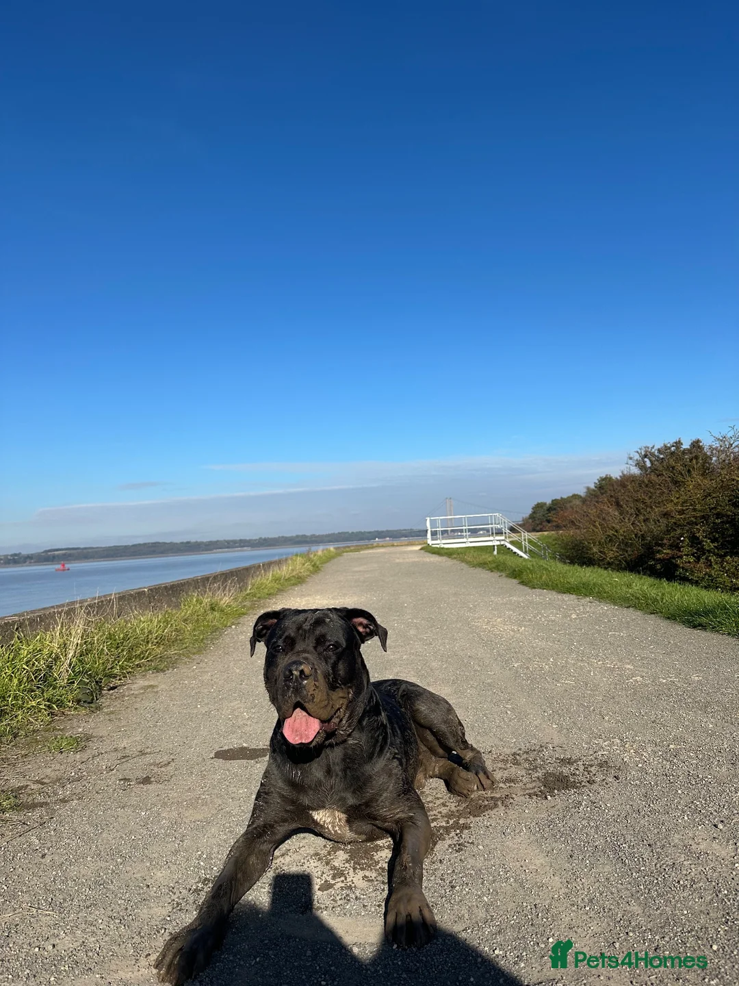Mixed Breed dogs for sale: Cane Corso/Great Dane in Scunthorpe - Advert 8