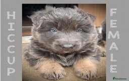 German Shepherd dogs for sale: Blue & Isabella German Shepherd Puppies For Sale  - Image 2