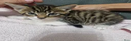 Siberian cats for sale: Fluffy kittens - Advert 13