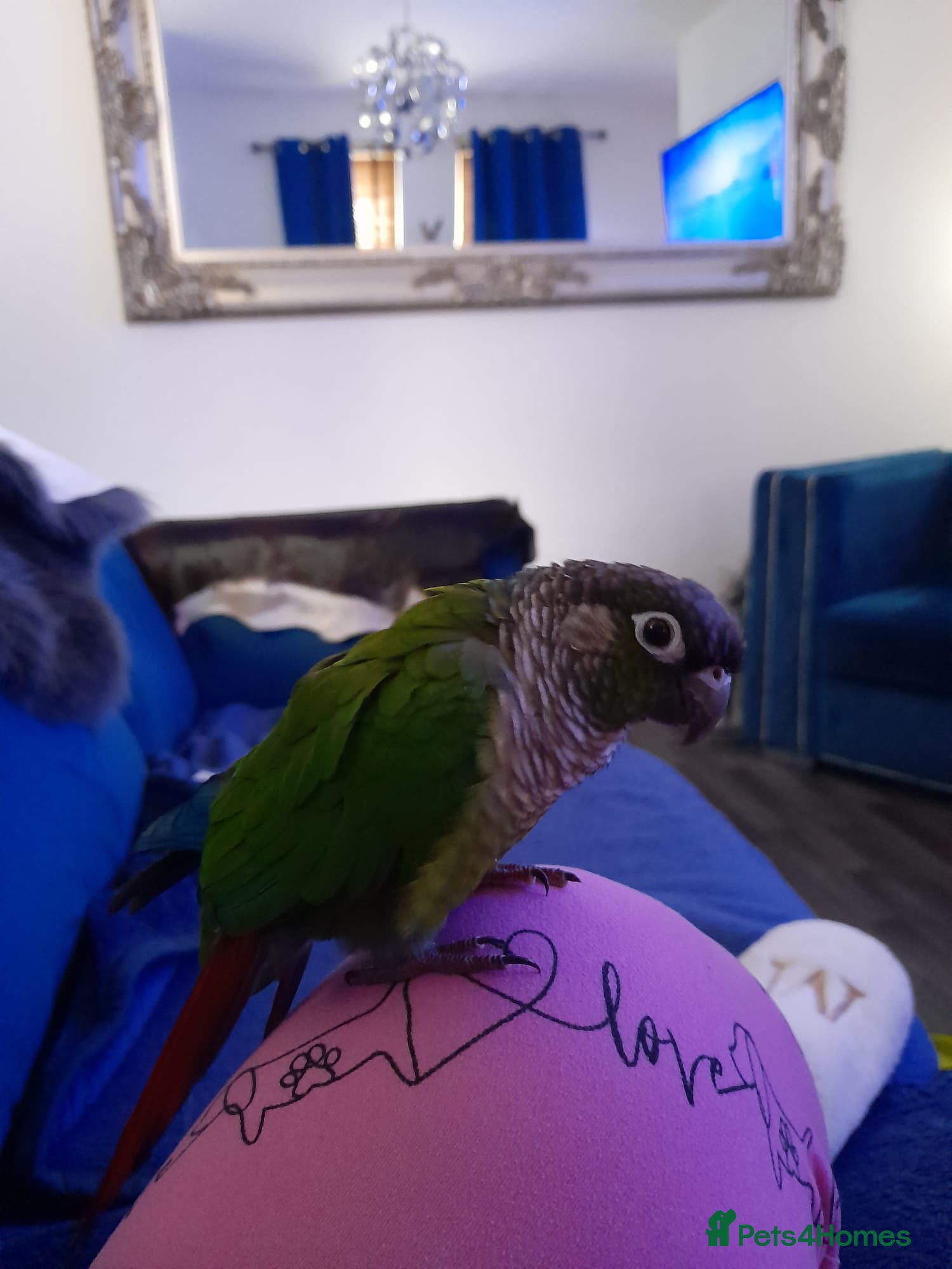 Conures birds Green cheek conure - Advert 1