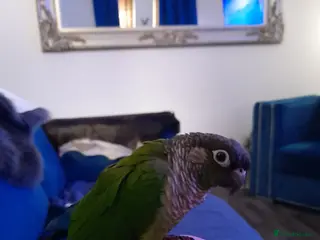 Conures birds Green cheek conure - Advert 2