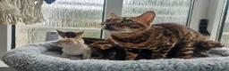 Bengal cats for sale: Stunning Bengal Kittens - Advert 4