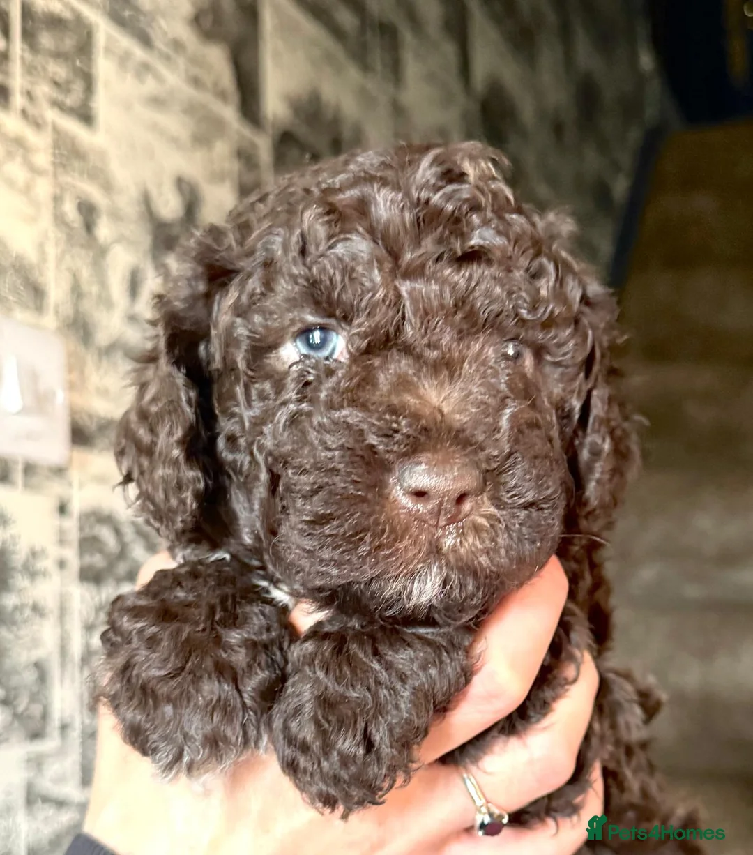 Lagotto Romagnolo dogs for stud: Kc reg proven dna tested lagotto  for stud £700 in Belper - Advert 12