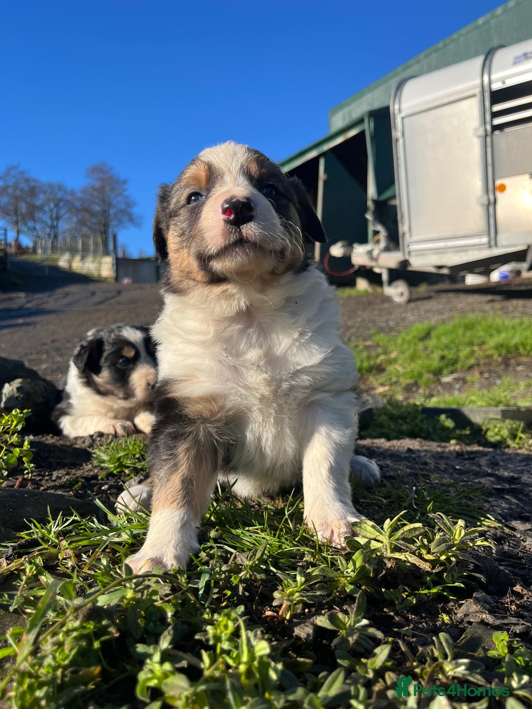 Border Collie dogs for sale: Stunning Tri Border Collie puppies for sale - Advert 7