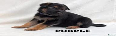 German Shepherd Puppy 5