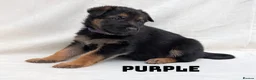 German Shepherd dogs for sale: Beautiful German Shepherd Pups in Warrington - Advert 9