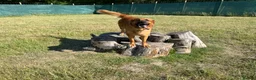 Golden Shepherd dogs for sale: Golden Shepherd - Advert 26