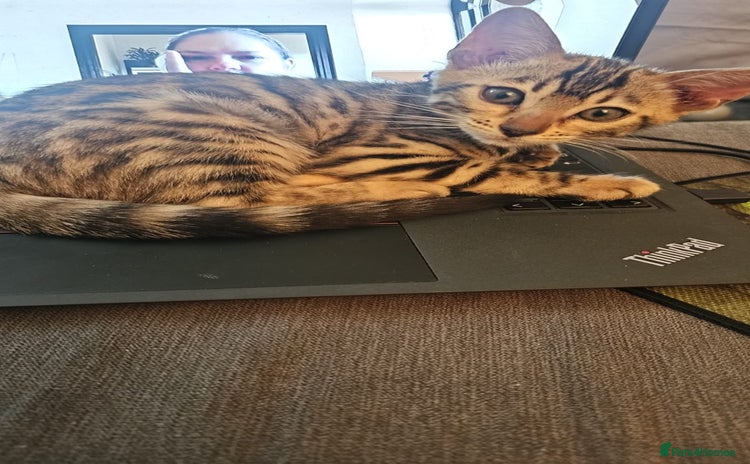 Bengal cats - Advert 9