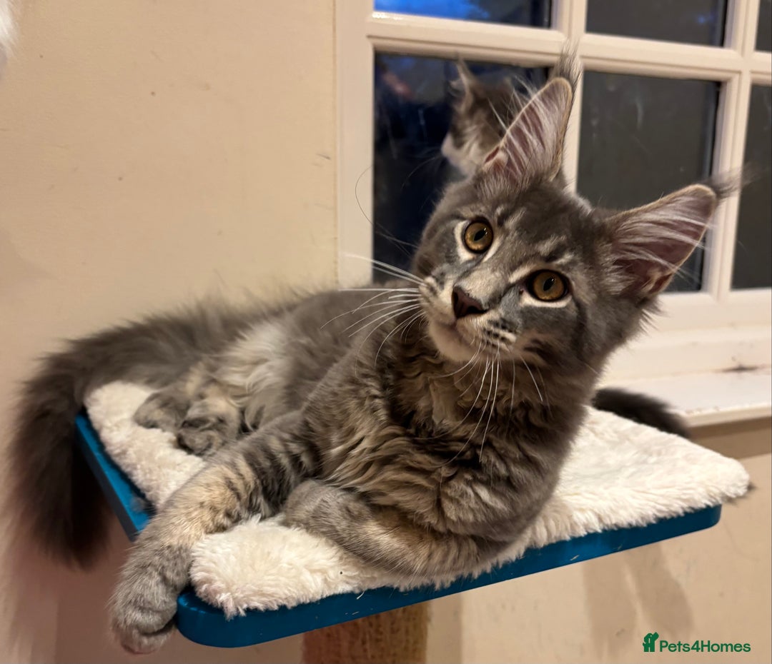 Maine Coon cats for sale: Ready Now - Beautiful Maine Coon Kittens in Nantwich - Image 8