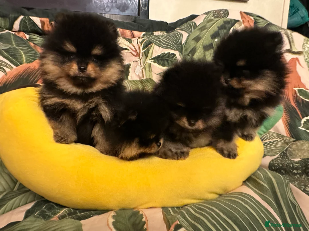 Pomeranian dogs for sale: KC Russian/Taiwan Pomeranian puppies - Advert 1