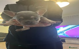 French Bulldog dogs for sale: French bulldog bitches  - Advert 10