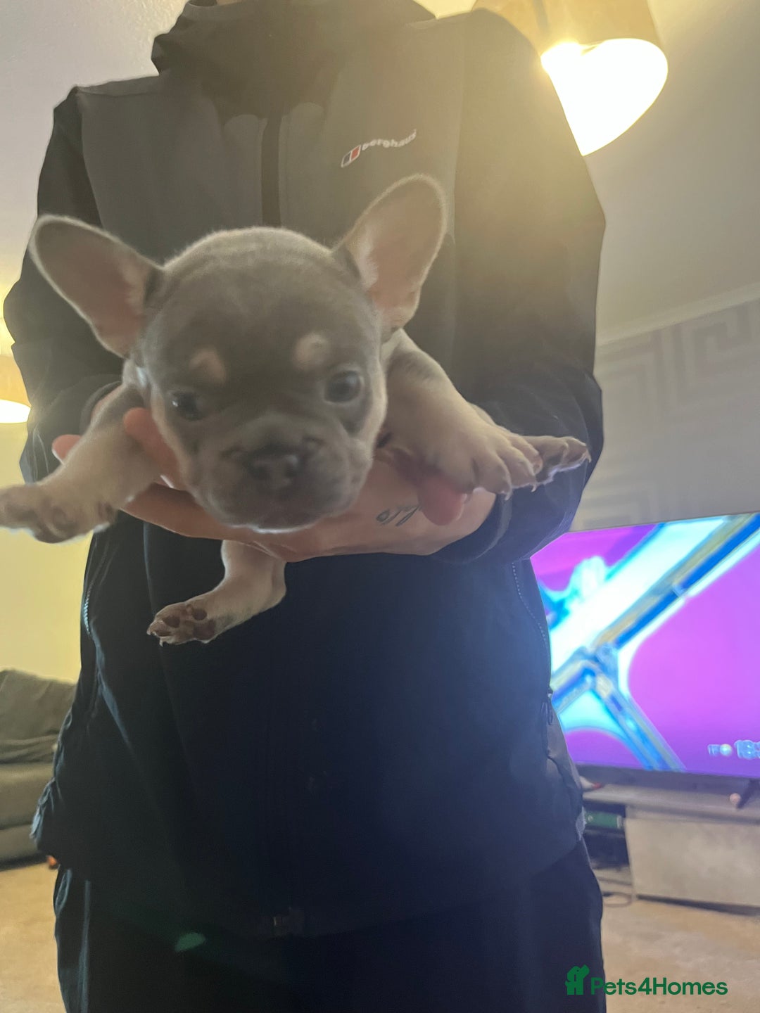 French Bulldog dogs for sale: French bulldog bitches  - Advert 10