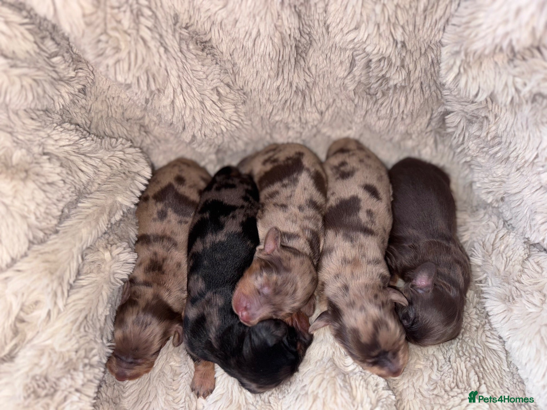 Miniature Dachshund dogs Long haired KC registered - Advert 1
