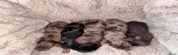 Miniature Dachshund dogs for sale: Long haired KC registered - Advert 1