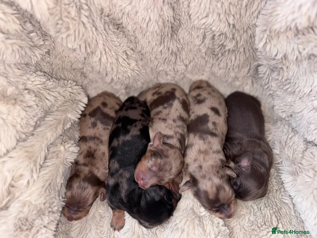 Miniature Dachshund dogs for sale: Long haired KC registered - Advert 1