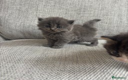 British Shorthair cats for sale: Beautiful British short hair kittens  - Image 14