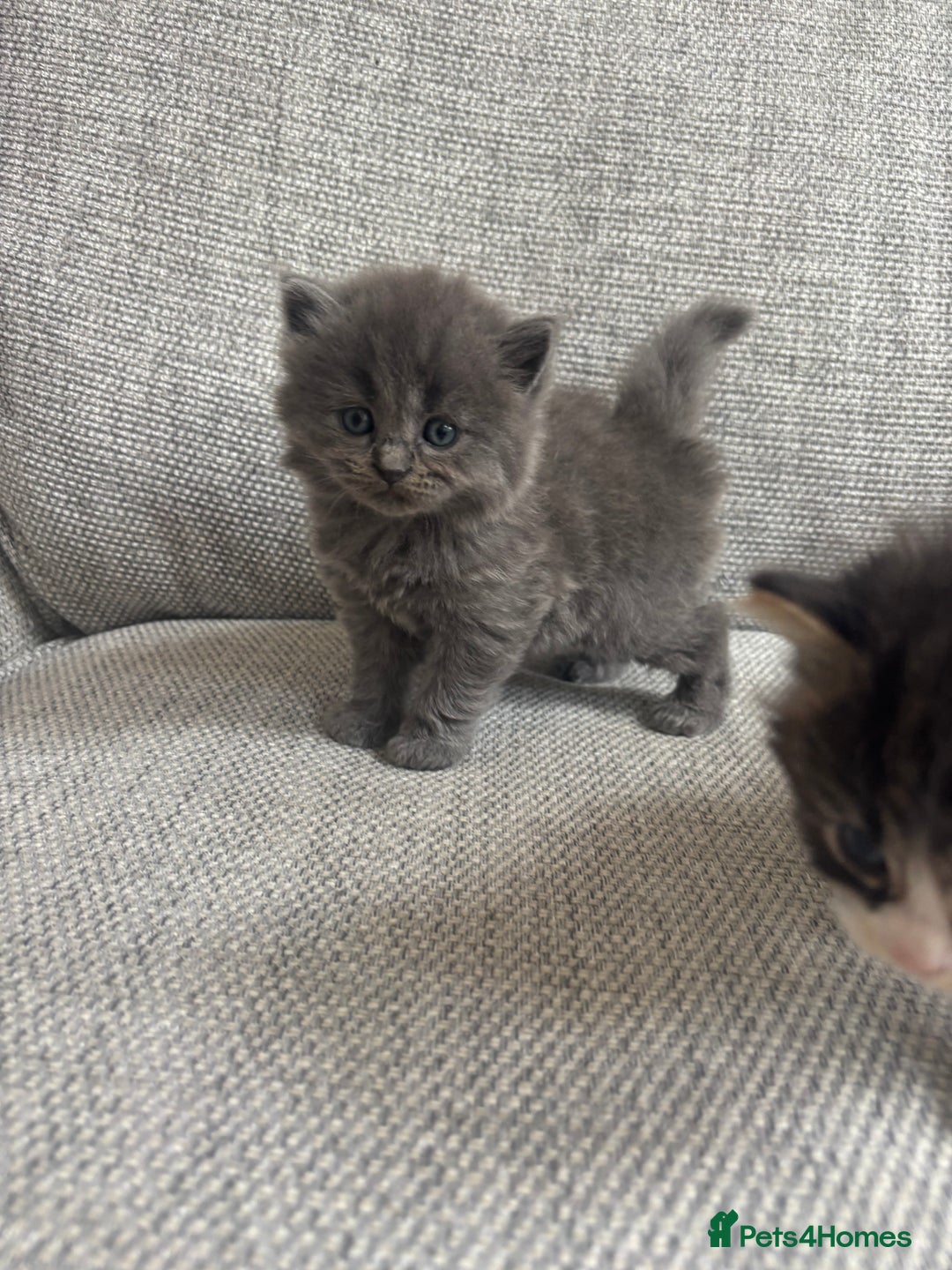British Shorthair cats for sale: Beautiful British short hair kittens  - Image 14