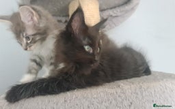 Mixed Breed cats for sale: Ragcoon kittens  - Image 9