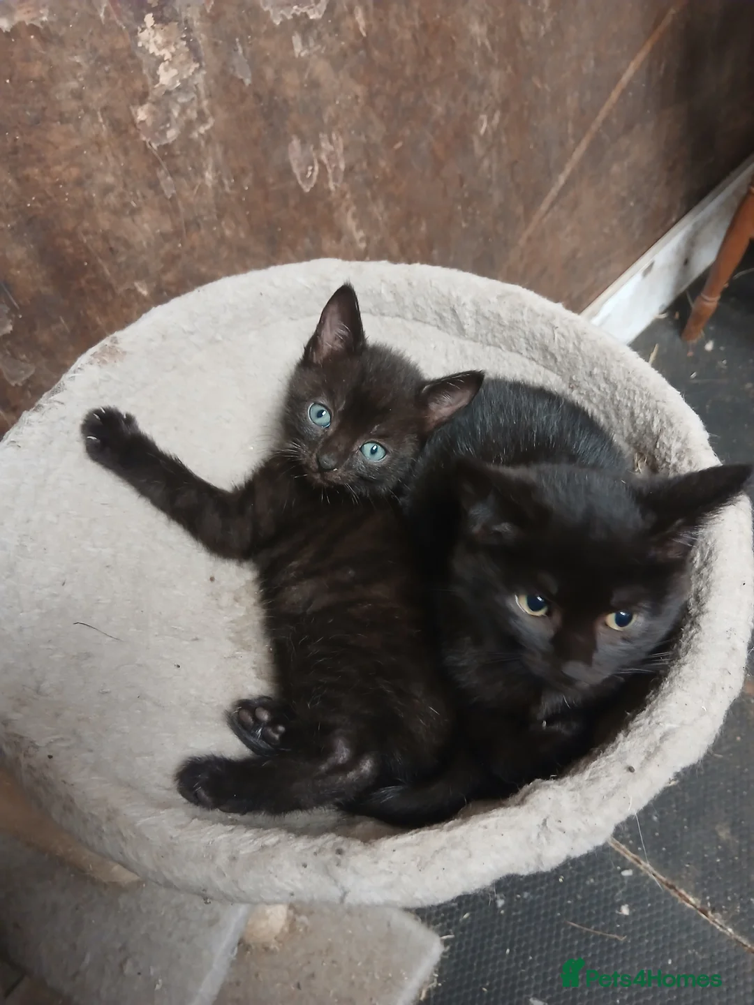 Mixed Breed cats for sale: Beautiful black mixed breed kittens  - Advert 3