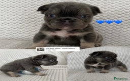 French Bulldog dogs for sale: Visual fluffy rope French bulldog puppies - Image 2
