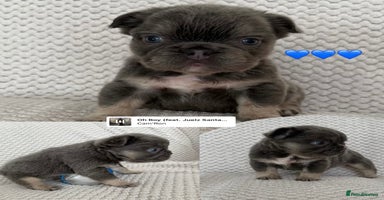 French Bulldog dogs - Advert 10