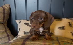 Miniature Dachshund dogs for sale: Gorgeous short & Long haired boys - Image 16