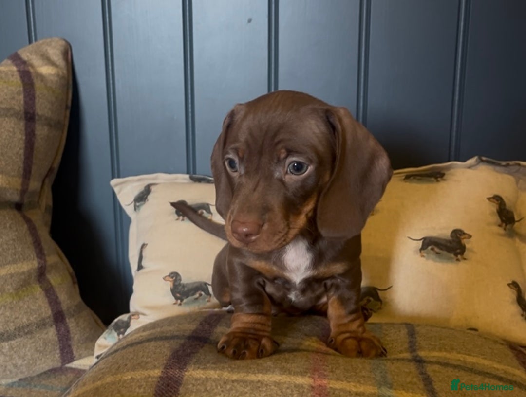 Miniature Dachshund dogs for sale: Gorgeous short & Long haired boys - Image 16
