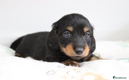 Miniature Dachshund dogs for sale: Ready now miniature long haired dachshunds in Stowmarket - Image 21