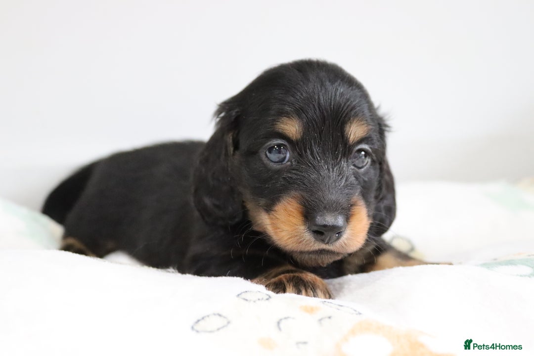 Miniature Dachshund dogs for sale: Ready now miniature long haired dachshunds in Stowmarket - Image 21