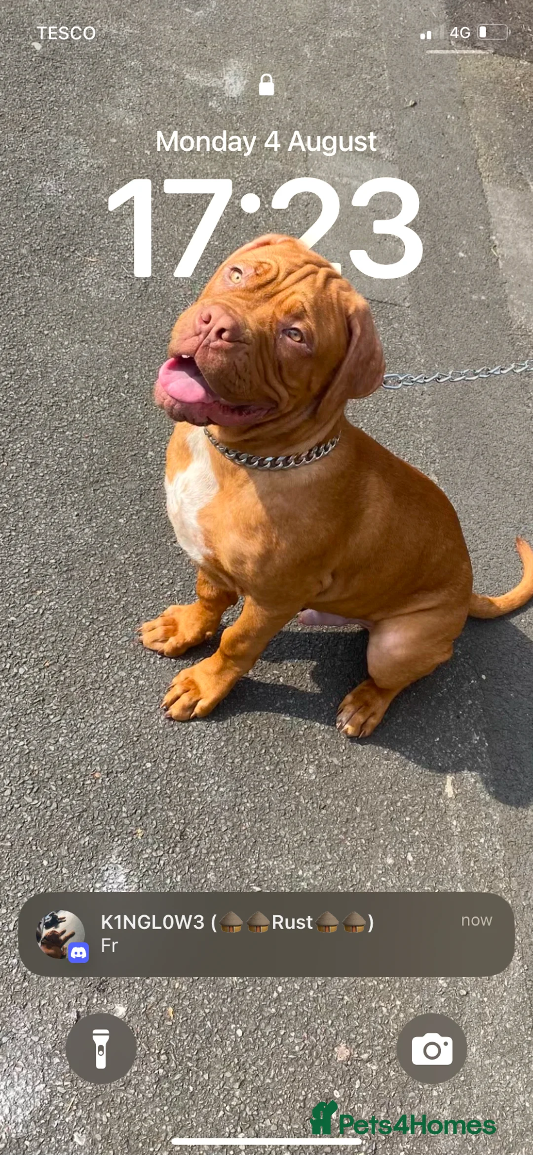 Dogue De Bordeaux dogs for sale: Hoochy poochy  - Advert 10