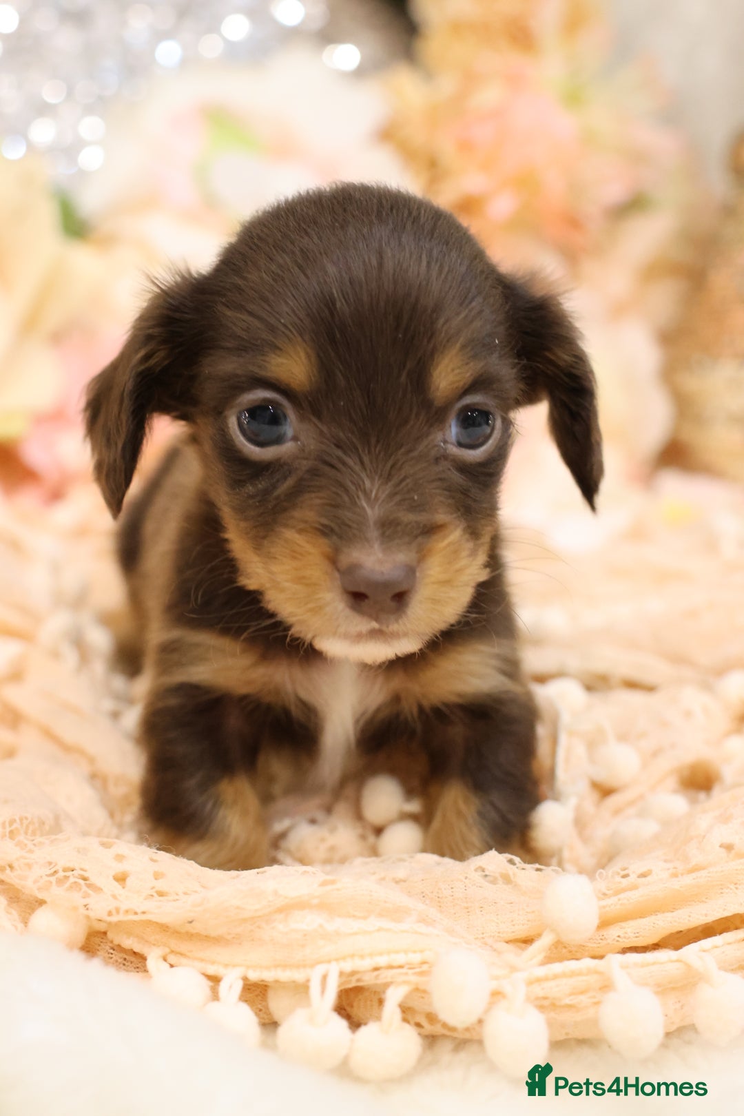 Miniature Dachshund dogs for sale: KC Longhair Miniature Dachshund Puppies - Advert 22